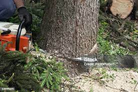 Best Emergency Tree Removal  in Hartford, KY