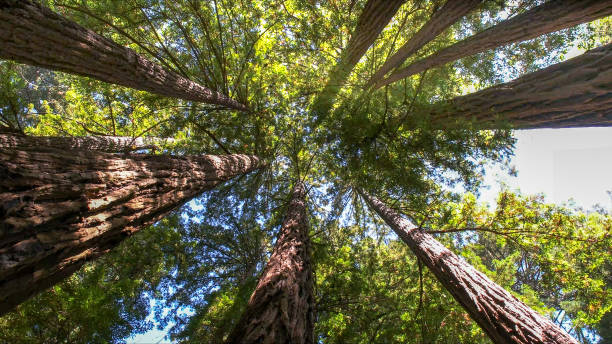How Our Tree Care Process Works  in  Hartford, KY