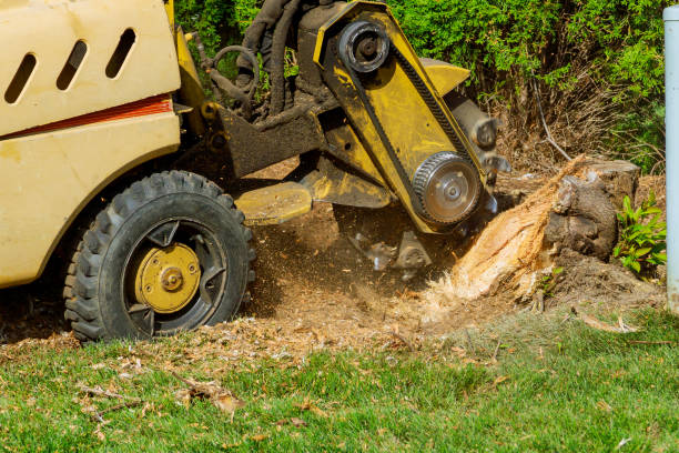 Best Tree Removal  in Hartford, KY