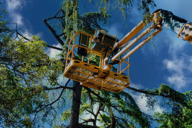 How Our Tree Care Process Works  in  Hartford, KY