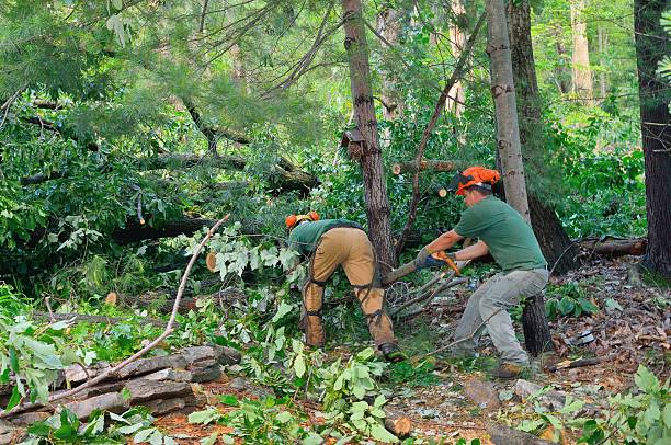 Best Firewood Processing and Delivery  in Hartford, KY
