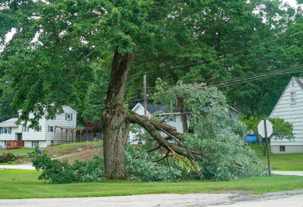 Best Tree Trimming and Pruning  in Hartford, KY