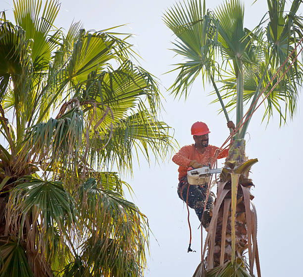 Best Hazardous Tree Removal  in Hartford, KY