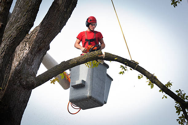 Best Tree Cabling and Bracing  in Hartford, KY